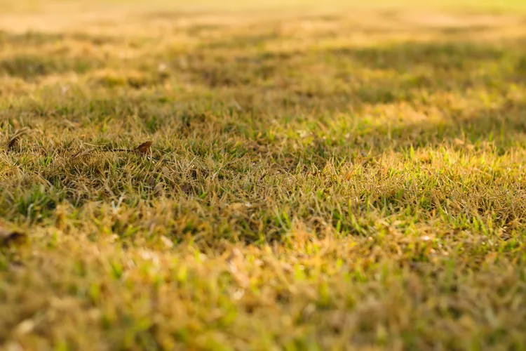 Grass Turning Yellow