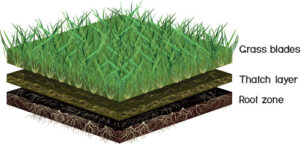 Cross-section of lawn showing grass, thatch layer, and soil