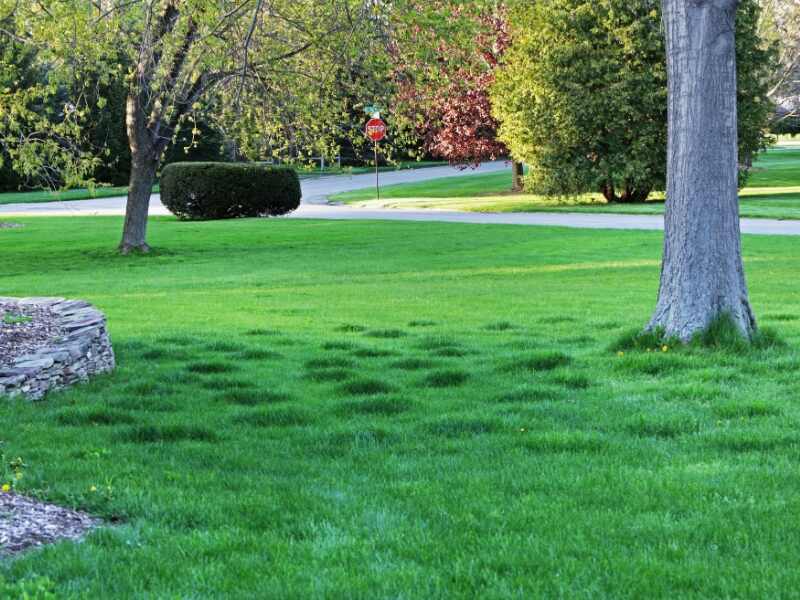 Patchy Lawn: How to Fix Uneven Grass Growth