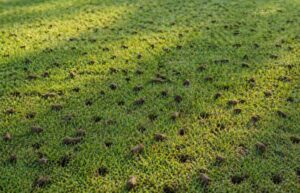 Freshly aerated lawn with visible soil plugs and holes across the grass surface