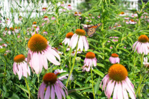 A backyard garden filled with native plants supporting bees, butterflies, birds, and local biodiversity.